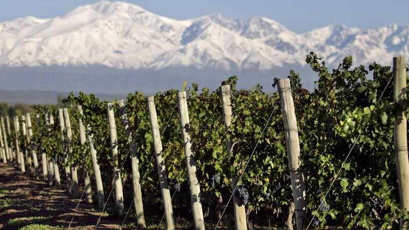 Retenciones al vino: celebra Mendoza