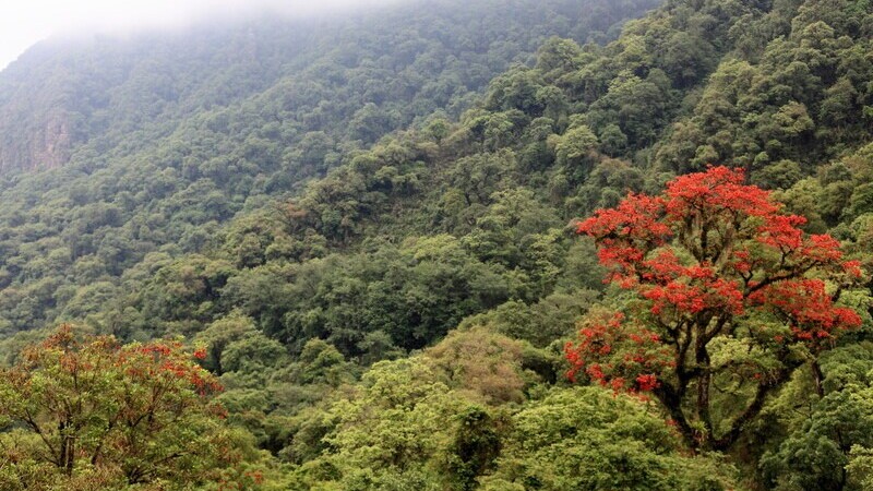 Visit el Parque Nacional Calilegua