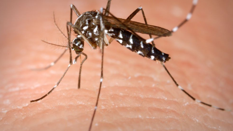 Muri el primer paciente por coinfeccin de dengue