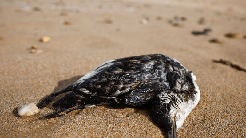 Francia: aparecieron aves muertas por hambre y contaminacin