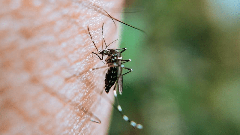 Los mosquitos del dengue podran cambiar su conducta