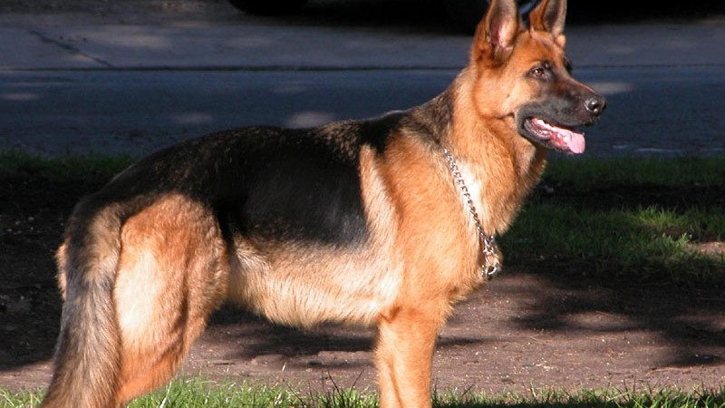 Chonino, el perro del honor argentino