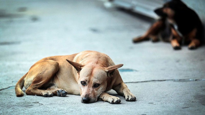 Sabas que el 70% de los perritos no tienen hogar?