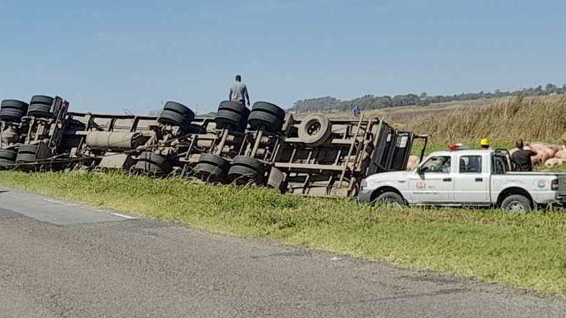 Un camin que llevaba cerdos volc y los vecinos los robaron