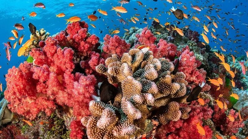 Los corales llenan de esperanza a los arrecifes del planeta