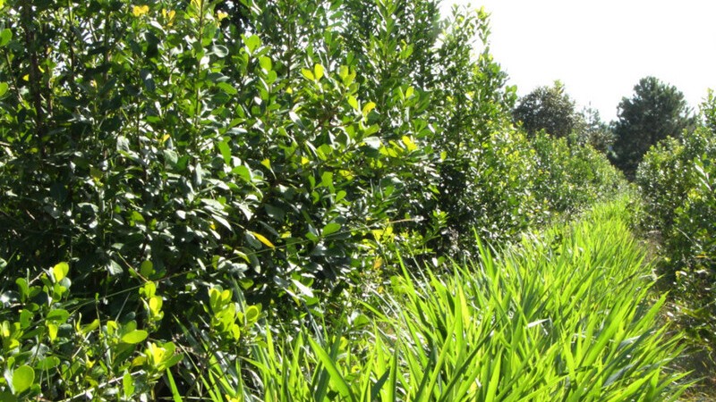 Comprarn ms de $600 millones en yerba para sectores vulnerables