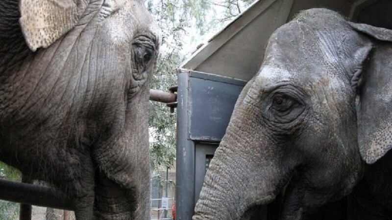 Llegaron! Pocha y Guillermina ya estn en el Santuario de Brasil