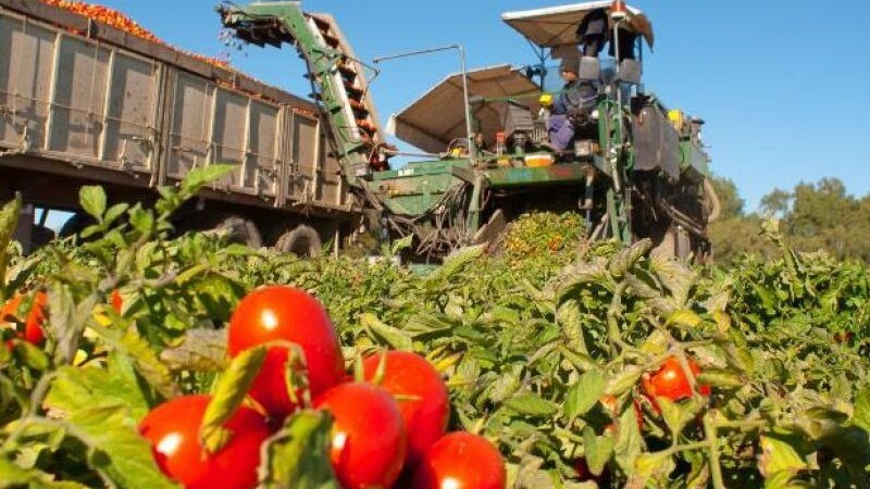 Aumentaron casi 30% los cultivos de tomate en Mendoza