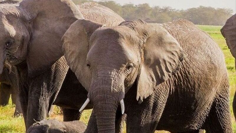 La nica elefante que quedaba en el Ecoparque ser trasladada