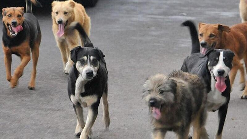 Una mujer falleci tras ser atacada por una jaura de perros