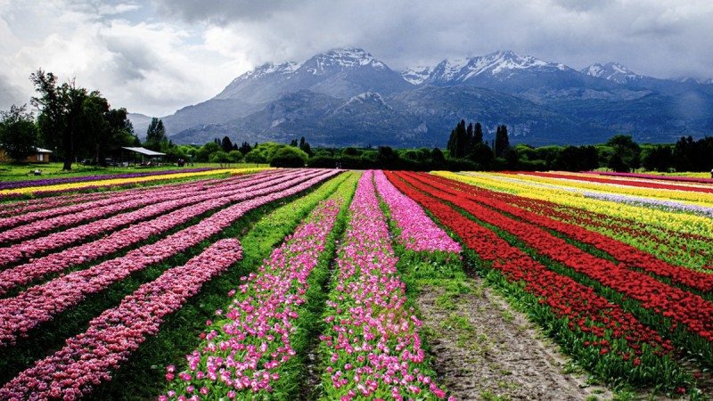 Campo de Los Tulipanes