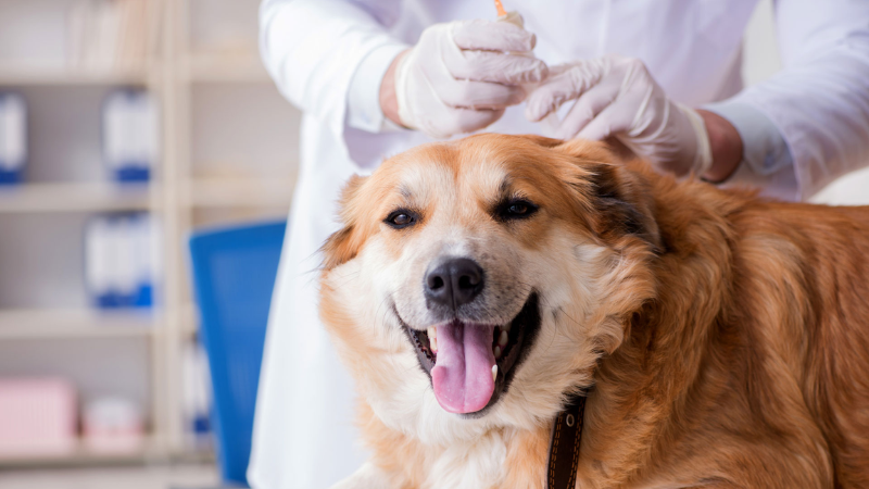 Las farmacias podrn vender remedios recetados por veterinarios