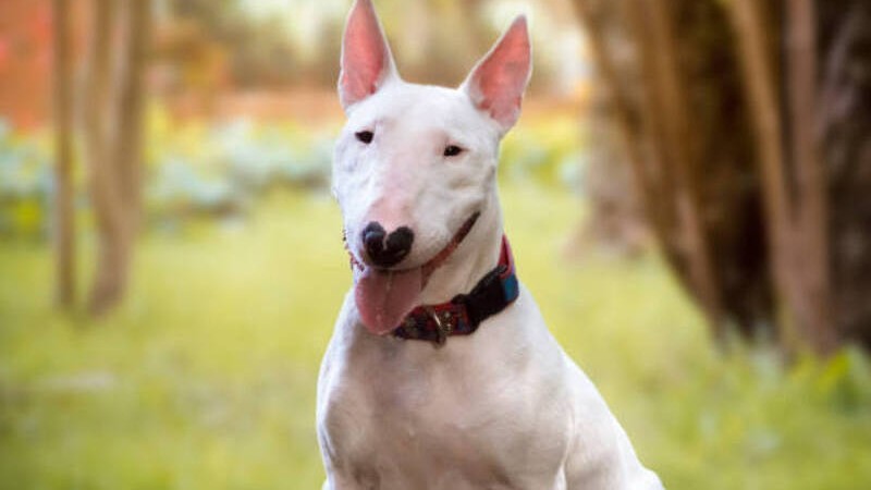 white bull terrier dog sitting in the park
