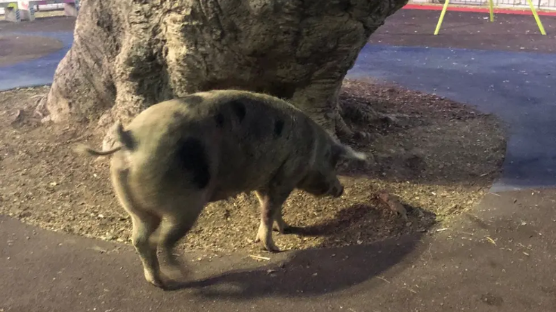 Chancha suelta por Alta Crdoba