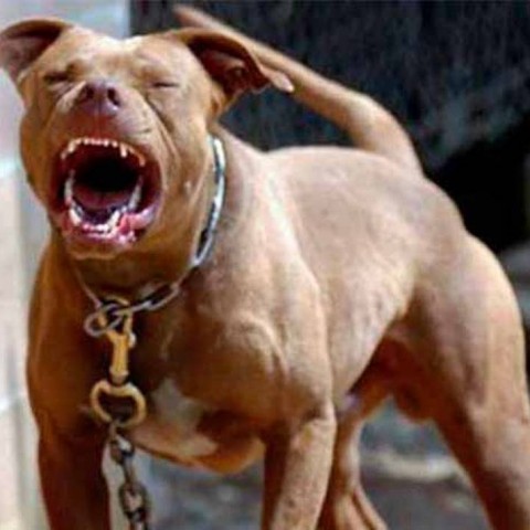 Cinco pitbulls mataron a una anciana