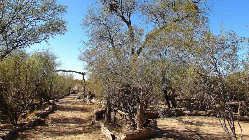 Visit un bosque escondido en Mendoza, a dos horas de la ciudad