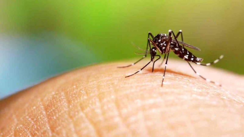 Reduccin significativa de casos de dengue en Crdoba durante la temporada 2024-2025