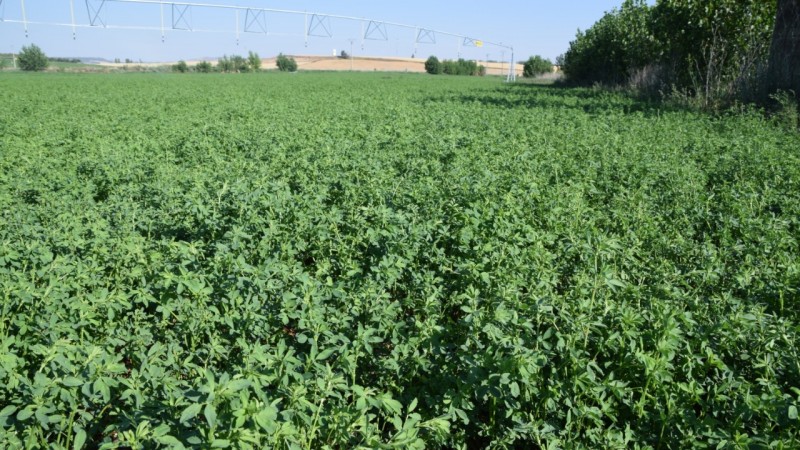 El cultivo que llaman "el nuevo oro verde" y tiene mucho potencial en Argentina