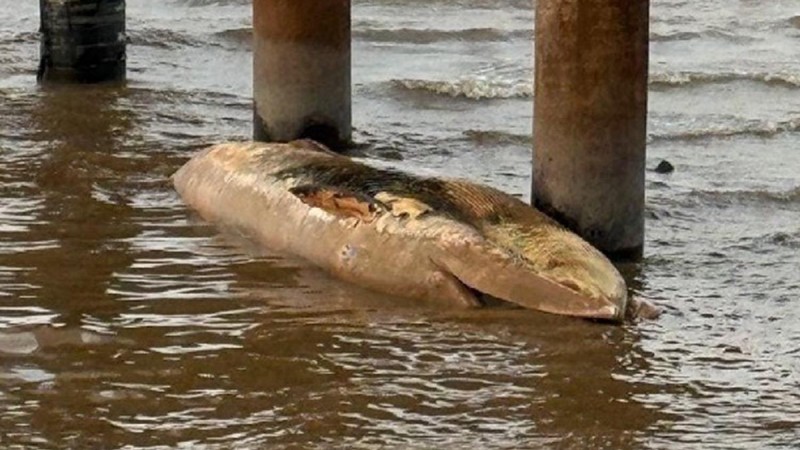 Preocupacin: segunda ballena muerta de la semana