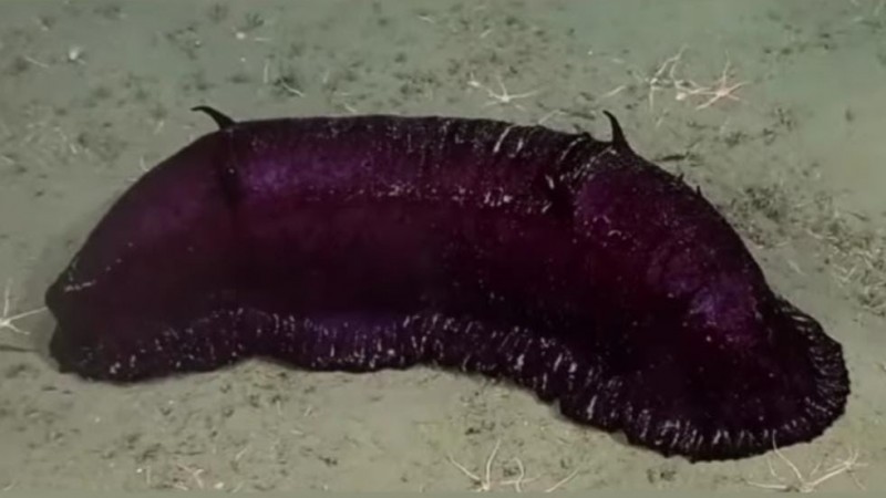 Qu es especficamente la "batatita" o "batata" del CONICET?
