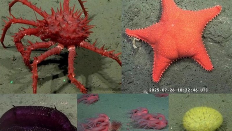 Cmo es y dnde encontrar el lbum de figuritas de los animales del CONICET?