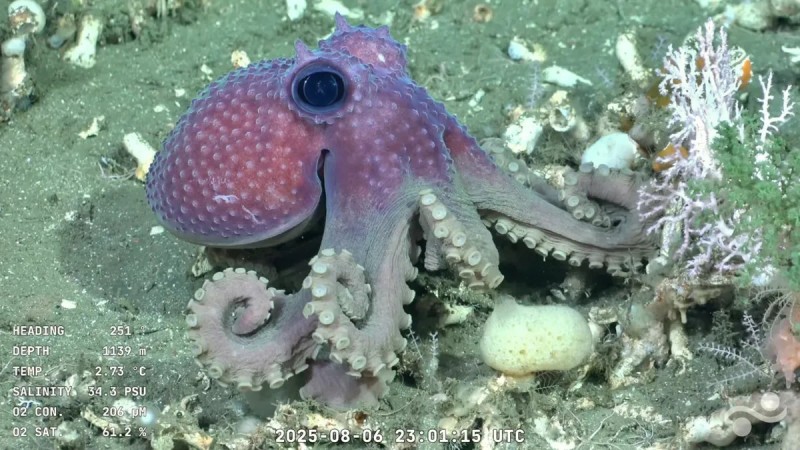 As son las especies nunca antes vistas que el CONICET descubri en las profundidades del mar argentino