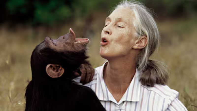 El legado de Jane Goodall: por qu no podemos olvidarla