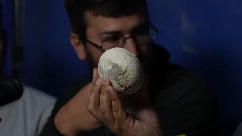 Por qu es tan importante el huevo de dinosaurio hallado por el Conicet?