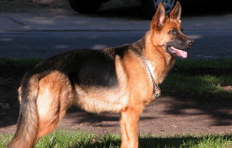 Chonino, el perro del honor argentino