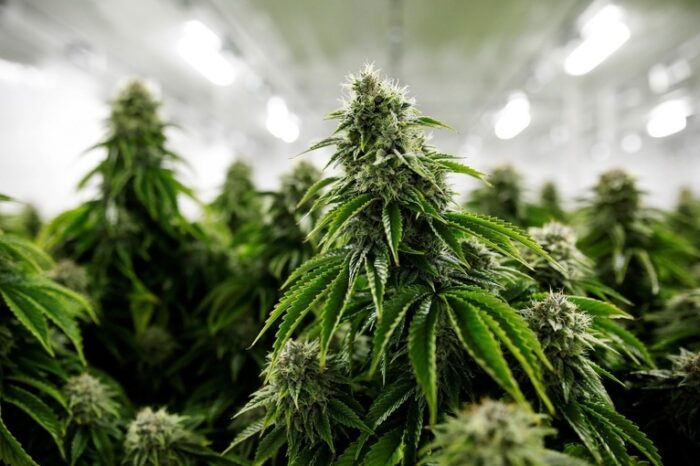 Nuevos beneficios para el cultivo de cannabis medicinal