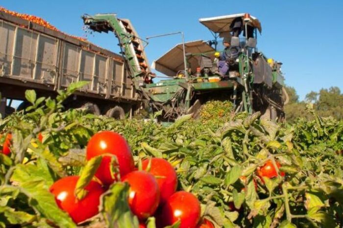 Aumentaron casi 30% los cultivos de tomate en Mendoza