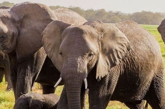 La única elefante que quedaba en el Ecoparque será trasladada