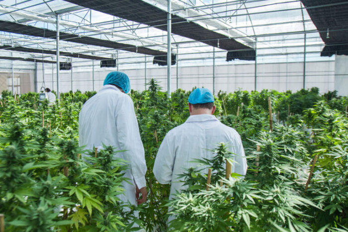 Nación dio el ok para el laboratorio de cannabis medicinal en Mendoza