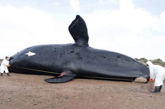Preocupante: ya son 18 las ballenas muertas en Chubut