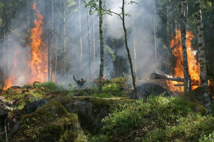 Chile en llamas por incendios forestales