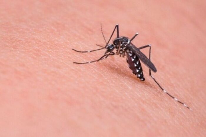 Dengue: pican pican los mosquitos