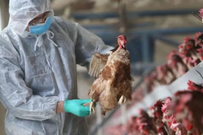 Mendoza declaró emergencia por gripe aviar