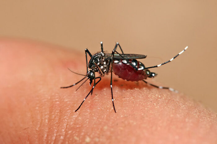 Se registró el primer caso autóctono de dengue en Mendoza