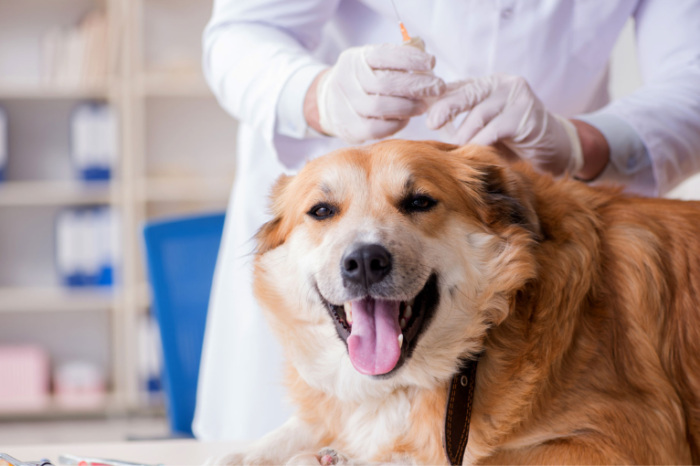 Las farmacias podrán vender remedios recetados por veterinarios