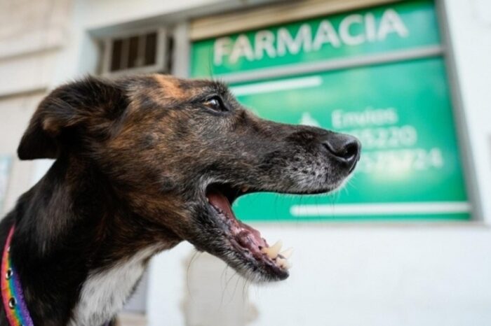 Ahora las farmacias venderán remedios recetados por veterinarios
