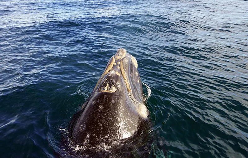 Una hermosura: iban en kayak y los rodearon 3 ballenas